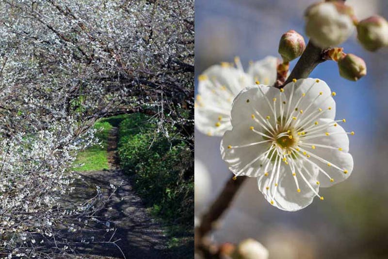 花季推薦 台南 梅嶺風景區 梅峰古道 梅花