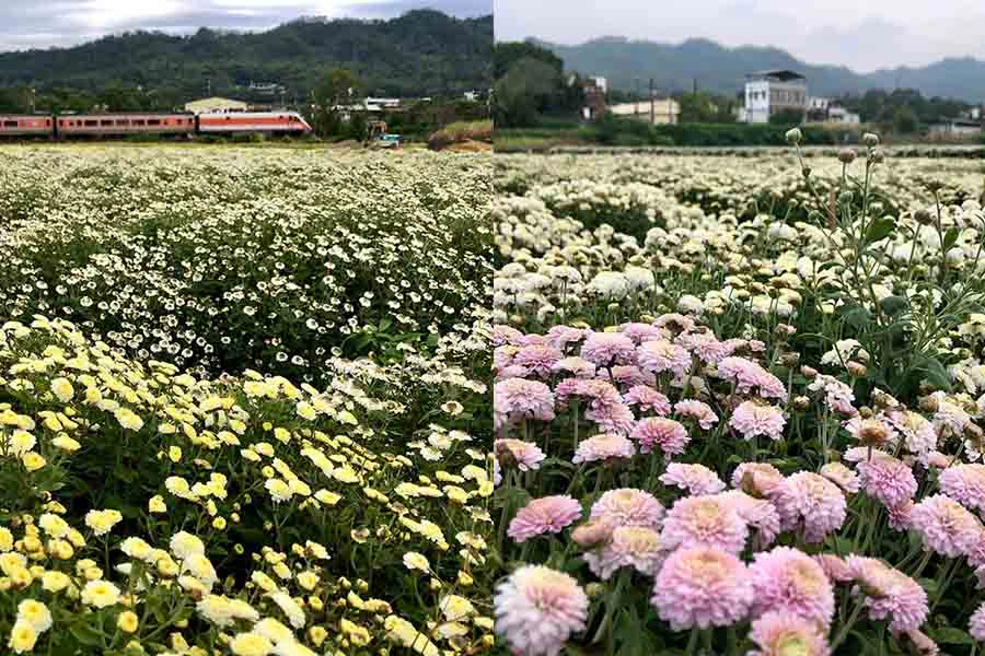 花季推薦 苗栗銅鑼杭菊花季