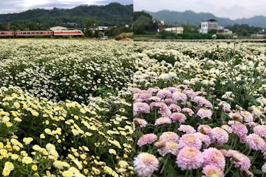 花季推薦 苗栗銅鑼杭菊花季