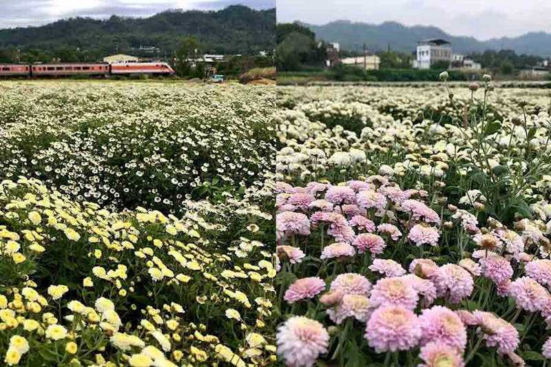 花季推薦 苗栗銅鑼杭菊花季