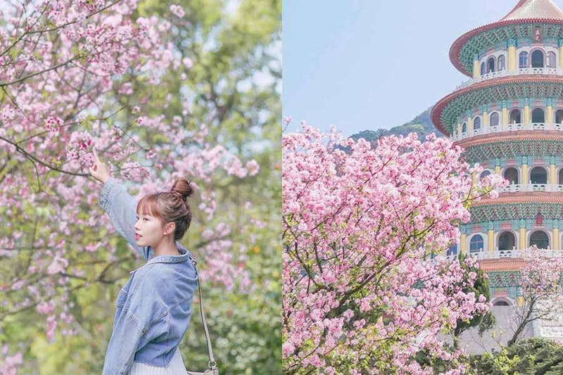 賞櫻花景點推薦 淡水天元宮櫻花季