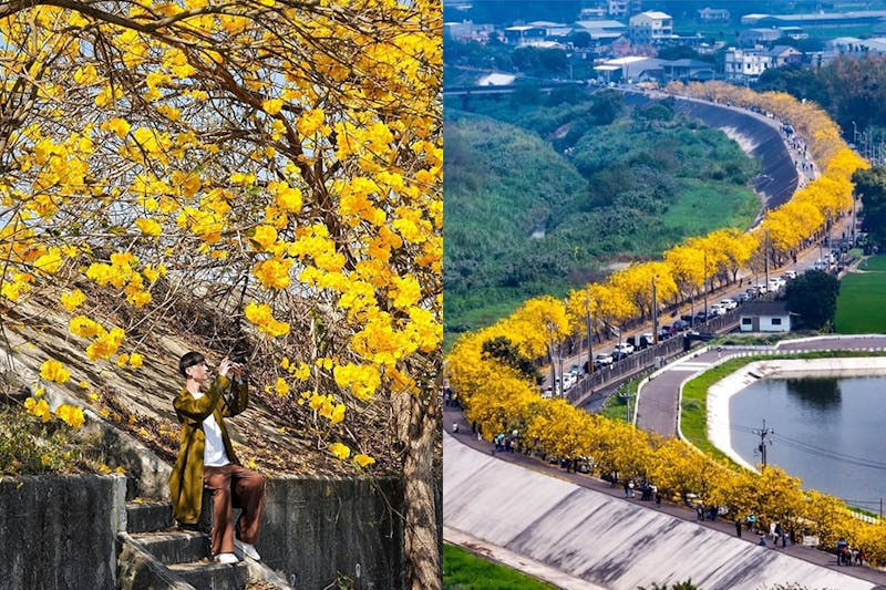 花季-嘉義「陳井寮堤防」