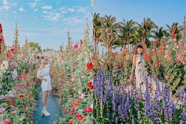 花季-蜀葵花–員林蜀葵花田、台南學甲蜀葵花田