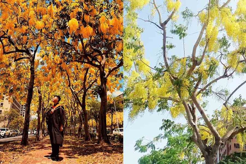 台南 花季 阿勃勒 黃金雨 成功大學 自強校區 成大