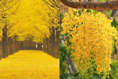 台南 花季 阿勃勒 黃金雨