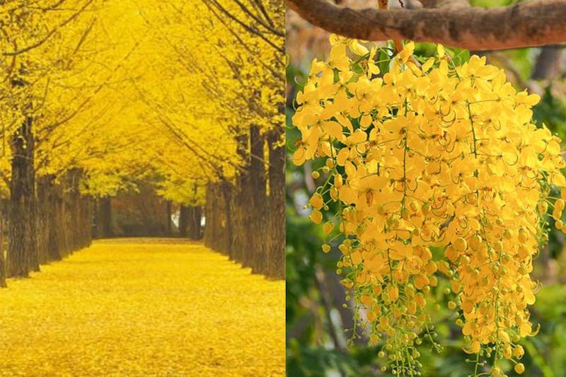 台南 花季 阿勃勒 黃金雨