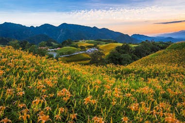 金針花必賞地點｜花蓮六十石山