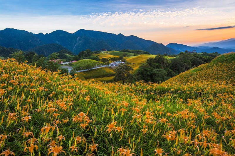 金針花必賞地點｜花蓮六十石山