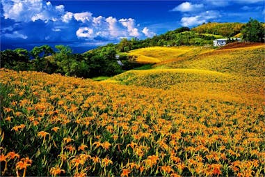 金針花必賞地點｜花蓮赤科山