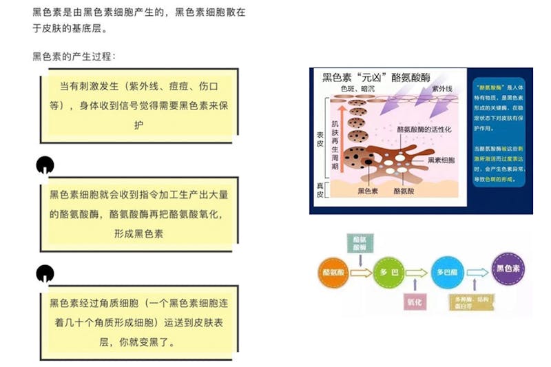 常見美白成分 變白 原理｜美周報