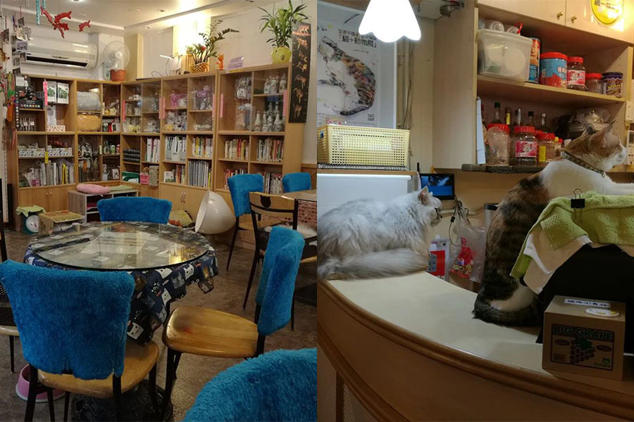 小貓花園　貓咪咖啡廳 推薦 台北 北部｜美周報
