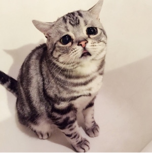 宸