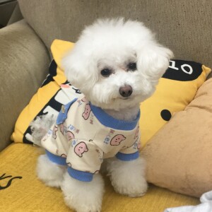小小小愛