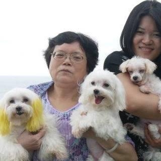 雪之犬