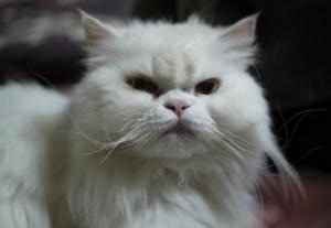 angelcat