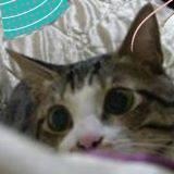 心寶貝