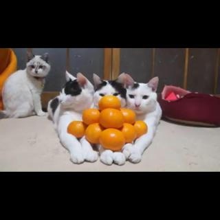 梅