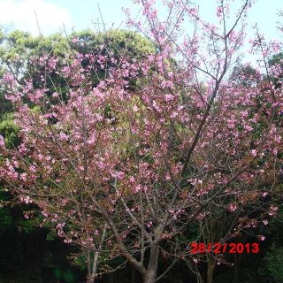 小胖