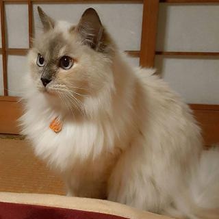 駒沢 かおる