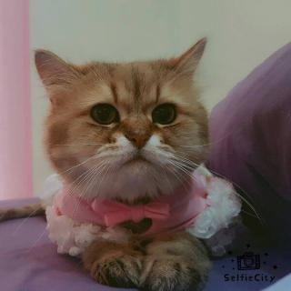 珮娟 蔡