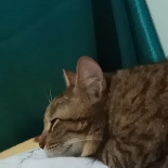 小柏
