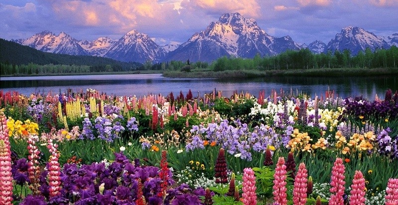 還沒想到連假去哪兒走走嗎？趁著好天氣去賞個花吧～