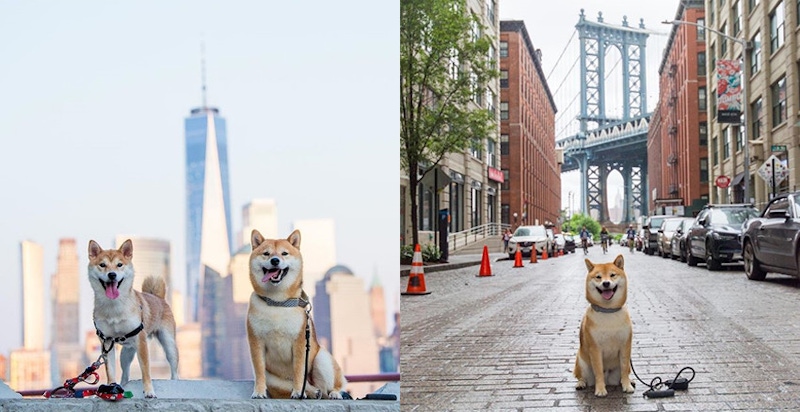 這隻柴柴也太爽，跟著主人玩遍大蘋果還拍了寫真集！
