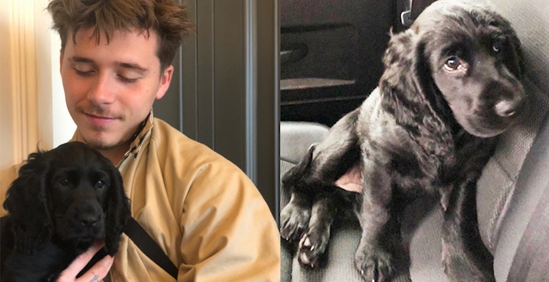 時尚貝家多了一個狗兒子！布魯克林擁「他」入鏡，合照萌翻70萬人～｜名人焦點