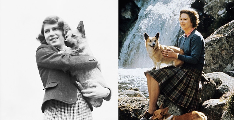 英國女王不再養柯基，其實幕後有一顆大洋蔥！｜名人焦點