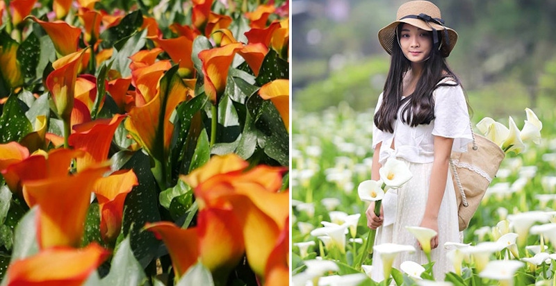 連假找一天去賞花～順便更新一下社群大頭照吧！｜賞花景點推薦