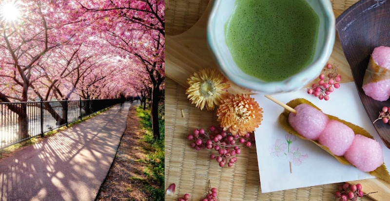 去日本賞櫻太幸福~除了PO賞花照，還可以狂曬櫻花粉美食｜美食推薦