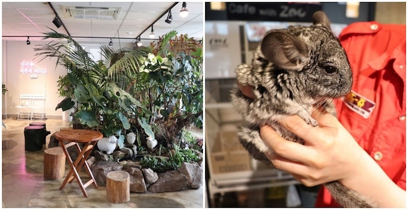 釜山有個神奇動物咖啡廳，這...根本就是小型動物園吧！