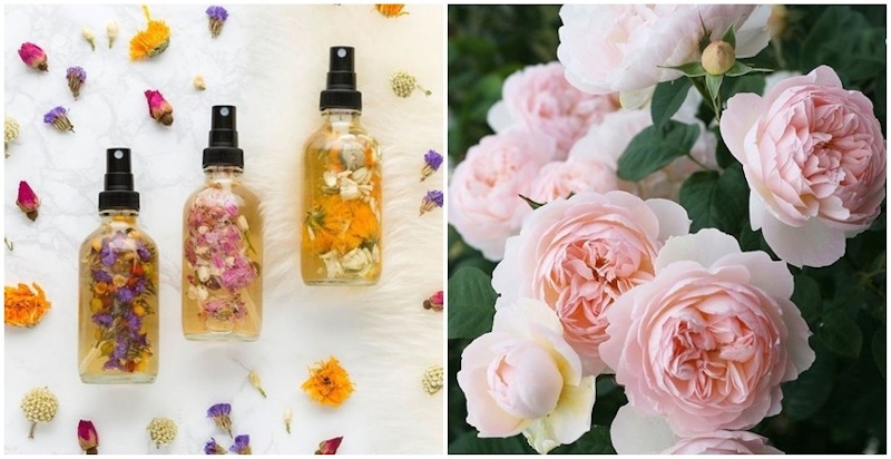 可單擦濕敷還能當定妝噴霧，這麼好用的花朵純露別錯過！