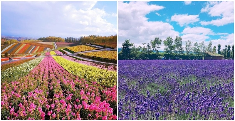 不是在作夢~比夢境還美的薰衣草田，讓人只想買機票飛北海道啊｜旅遊推薦