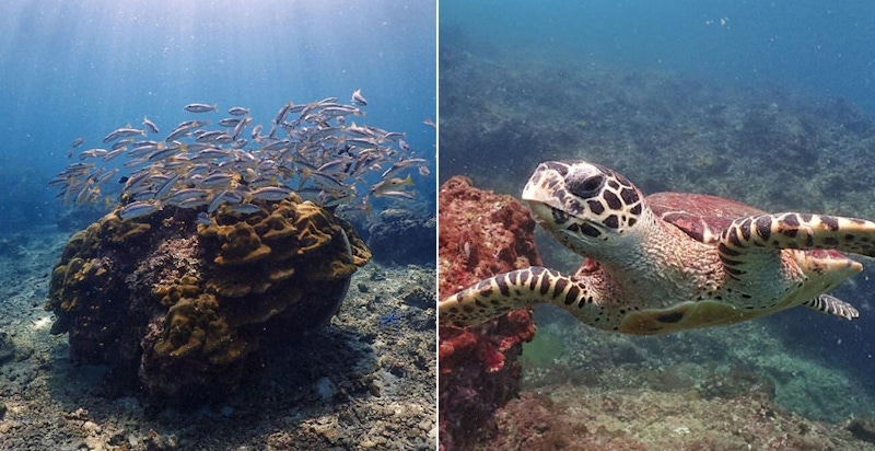 拍魚、拍海龜、拍珊瑚都好看～網友好評推薦5款防水相機！｜拍照推薦