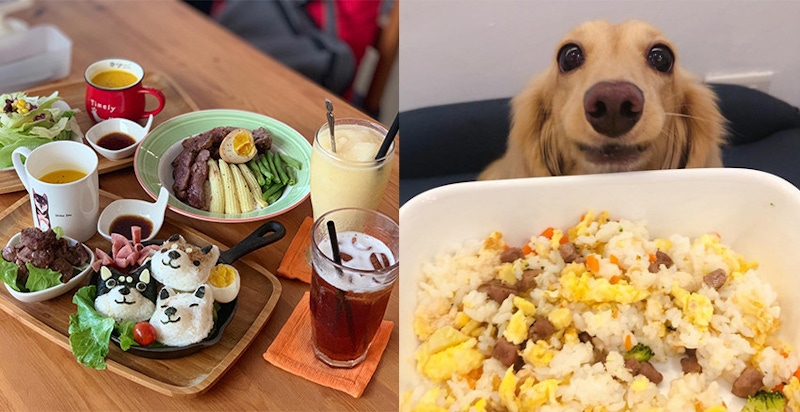 台中毛孩太幸福惹～超浮誇寵物餐廳，主人也想去打卡啦！｜寵物餐廳推薦