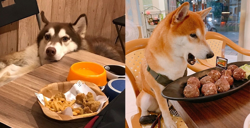 週休二日就帶毛孩南下！台南、高雄走跳還能吃飽飽，在地犬最推的寵物餐廳～｜寵物餐廳推薦