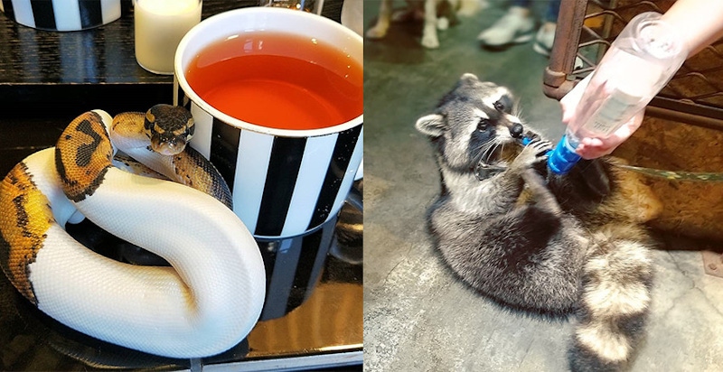 這個下午茶好特別～從浣熊到蜥蜴都有，動物咖啡廳歡迎入座！｜咖啡廳推薦
