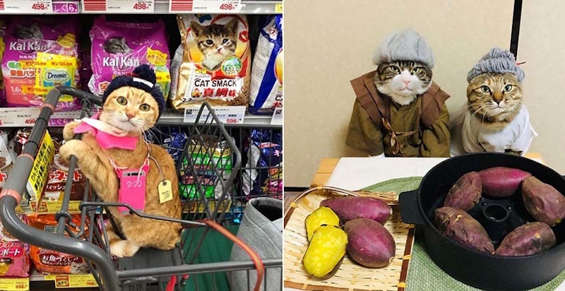 萌到受不鳥了~家事貓VS料理貓，變裝喵星人這兩隻最狂！｜貓咪特輯