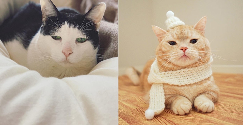 鏟屎的~本喵不爽別惹我！日本厭世貓PK，表情越喪網友越開心｜厭世貓咪特輯