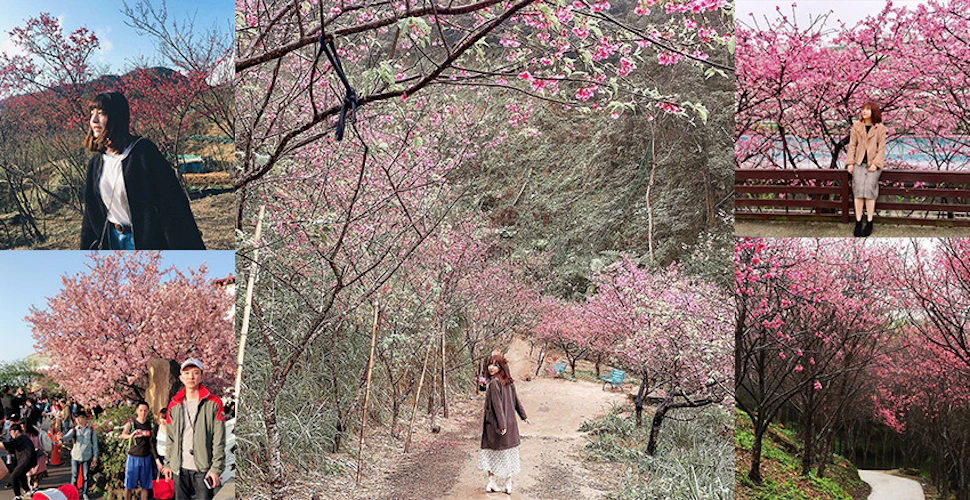 不說還以為去了趟日本~台北5大賞櫻熱門景點，吸讚美照都在這邊拍的｜賞櫻景點推薦