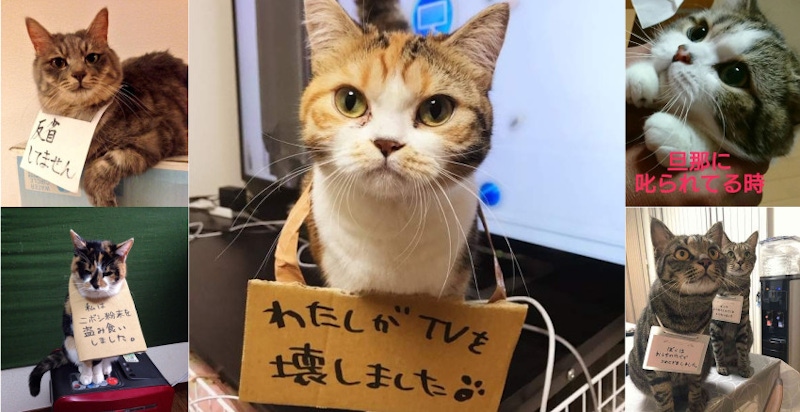 確定有認真反省?為了讓貓主子認罪,日本鏟屎官竟然使出這一招...|毛小孩特輯 確定有認真反省?為了讓貓主子認罪,日本鏟屎官竟然使出這一招...|毛小孩特輯