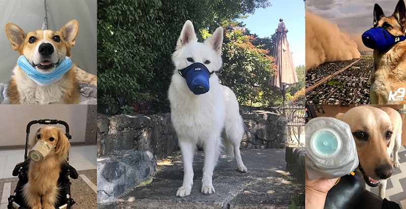 別笑！毛小孩也要戴～寵物口罩大熱賣，外出散步不用心驚驚｜生活小物推薦