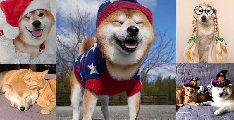 壞心情都被趕跑啦~滑開療癒系柴柴IG，開工再忙也撐得過去｜毛小孩特輯