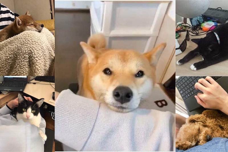 原來這才是日本人無法在家工作的真實原因，毛小孩太愛搗亂啦！｜毛小孩