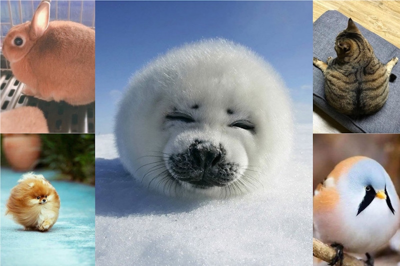 防疫期間療癒點！日網搜這幾隻「胖成球」的小動物們～實在太萌了！｜毛小孩特輯