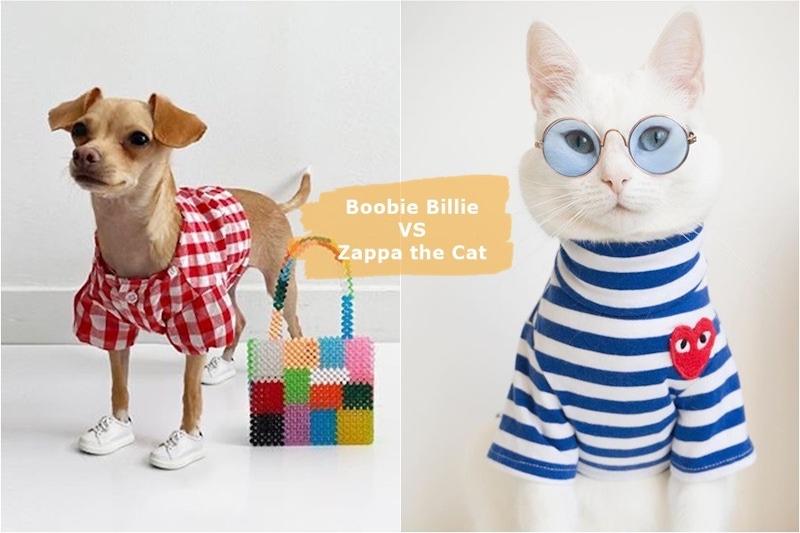 拍出高級感萌寵照~傲嬌吉娃娃VS華麗喵星人，名牌萌寵你愛哪一個？｜Ins熱門帳號