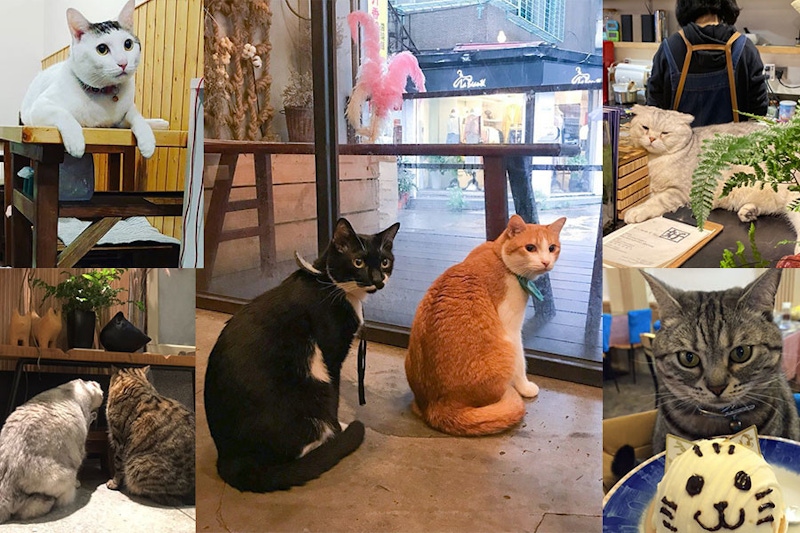 不是貓奴也圈粉！被貓咪店長監督喝咖啡誰受得了～台北5間《貓咪咖啡廳》推薦｜咖啡廳推薦