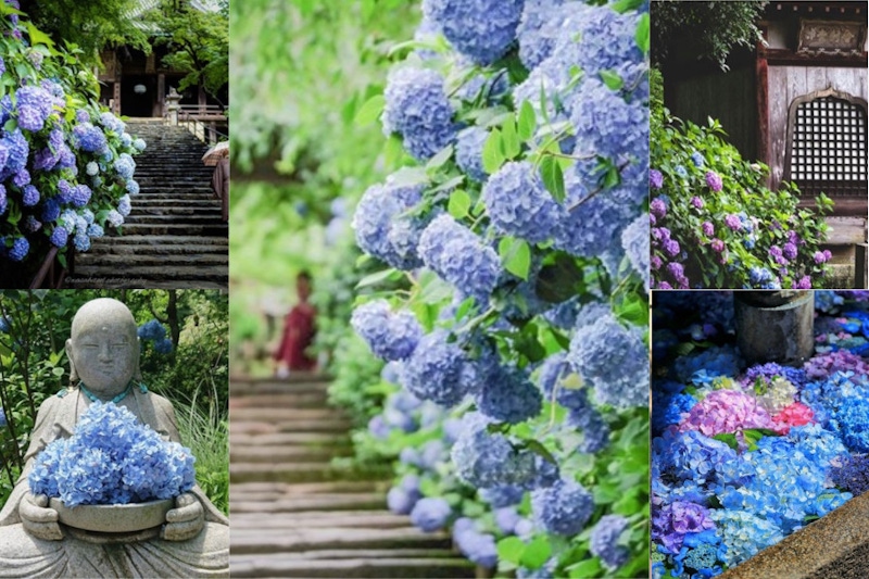 哈日族必須收藏，日本繡球花秘境實在美的不像話！｜日本旅遊推薦