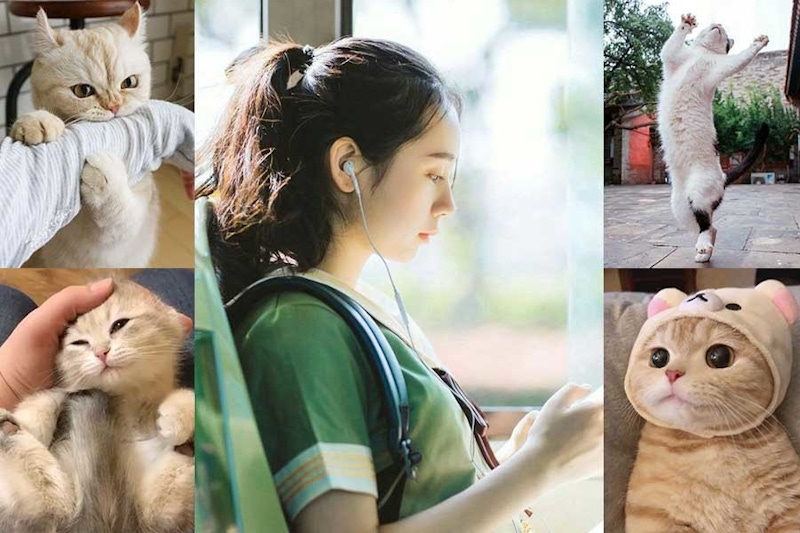 讓貓咪告訴你！憑直覺選出最喜歡、最討厭哪隻貓？簡單看出你的自卑指數有多少～｜心理測驗